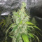 Blue Cheese Seeds (RQS) - Cannabis Strain Seeds for Sale