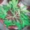 Forbidden Runtz Seeds - Cannabis Strain Seeds for Sale
