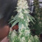 Honey Cream Fast Flowering fem cannabis seeds for sale