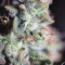 Buy Sugar Bomb Punch feminized seeds by Dutch Passion