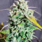 Original Auto Amnesia Haze Seeds