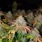 Compre sementes feminizadas White Widow da Royal Queen Seeds