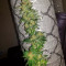Critical Orange Punch Seeds - Cannabis Strain Seeds for Sale
