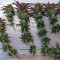 CBD Critical Cure Seeds - Cannabis Strain Seeds for Sale