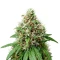 Automatic (Big Buddha Seeds)
