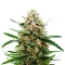 Sementes Feminizadas de Banana Guava Auto (Fast Buds)