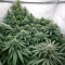 Black Berry OG feminized seeds