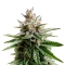 Blue Zushi Seeds (Dutch Passion)