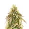 Brains Damage feminized seeds