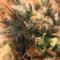 Bruce Banner #3 (BlimBurn Seeds)