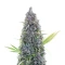 Sementes Feminizadas de Durban Thai x C99 (Brothers Grimm Seeds)