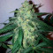 Early Skunk (Early Pearl x Skunk) Regular (Mr. Nice Seedbank)