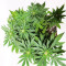 Exodus Cheese x Jack Herer x NL5 feminized seeds