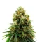 Gelato 44 (Tyson S) Seeds