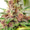 Graines de cannabis Malawi x PCK Regular (Ace Seeds)