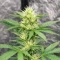 Neville's Rose Auto (Delicious Seeds)
