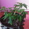 Sour Diesel (Big Head Seeds)