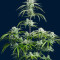 Graines féminisées de Strawberry Banana Auto (Fast Buds)