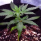 THC Pro Seeds