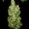 Three Blue Kings Seeds