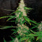 Do-Si-Dos Autoflower (Herbies Seeds)