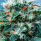 Big Bud (Herbies Seeds)
