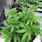Blueberry Fast Version (Herbies Seeds)