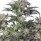 Bubba Island Kush feminized seeds