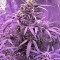 60 Day Lemon Autoflower (DNA Genetics)