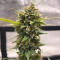 Original Auto Chemdawg Seeds