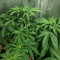 Alien OG strain