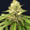 Auto Ghost OG Seeds