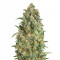 Graines de cannabis Auto Strawberry Gum (Advanced Seeds)