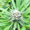 BCN Critical XXL