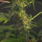 Chem-Bomb Auto Seeds