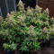 Critical Super Silver Haze Seeds