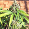 Critical Seeds