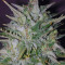 Dreamberry Auto feminized seeds
