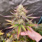 Guava Auto Feminized Seeds (Fast Buds)