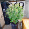 Guava Auto Feminized Seeds (Fast Buds)