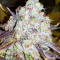 Grand Daddy Purp Seeds