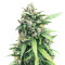 Green Crack (Cali Connection Seeds)