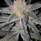 Original Glue Seeds