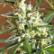 Panama Regular seeds