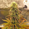 Graines de cannabis Peyote Purple Regular (CannaBioGen)
