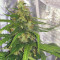 Polar Express Auto strain