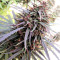 Semi femminizzati Purple Haze x Malawi