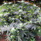 Sherbert (Blackskull Seeds)