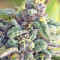 Sherbet (Seedstockers)