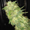 Sour Tangie Semi regolari